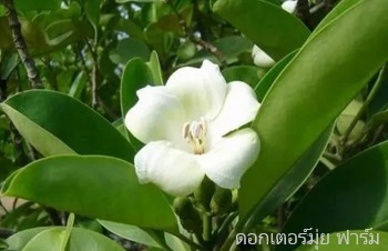 ลักษณะพฤกษศาสตร์ของต้นแก้วมุกดา ชื่อวิทยาศาสตร์ การขยายพันธุ์ การดูแล สรรพคุณทางสมุนไพร ประโยชน์