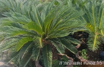 ลักษณะพฤกษศาสตร์ของต้นปรงญี่ปุ่น ชื่อวิทยาศาสตร์ การขยายพันธุ์ การดูแล สรรพคุณทางสมุนไพร ประโยชน์