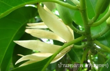 ลักษณะพฤกษศาสตร์ของต้นจำปี ชื่อวิทยาศาสตร์ การขยายพันธุ์ การดูแล สรรพคุณทางสมุนไพร ประโยชน์