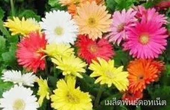 ดอกเยอบีร่า ความหมายแต่ละสี