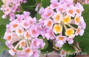 ลักษณะพฤกษศาสตร์ของต้นผกากรอง ชื่อวิทยาศาสตร์ การขยายพันธุ์ การดูแล สรรพคุณทางสมุนไพร ประโยชน์