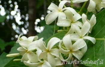 ลักษณะพฤกษศาสตร์ของต้นโมกหลวง ชื่อวิทยาศาสตร์ การขยายพันธุ์ สรรพคุณทางสมุนไพร ประโยชน์