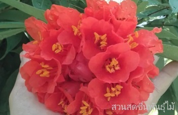 ลักษณะพฤกษศาสตร์ของโสกสะปัน ชื่อวิทยาศาสตร์ การขยายพันธุ์ การดูแล ประโยชน์