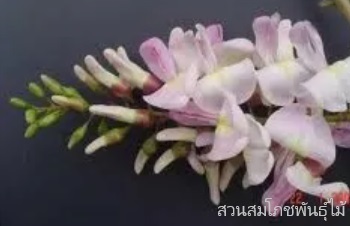 ลักษณะพฤกษศาสตร์ของต้นแคฝรั่ง ชื่อวิทยาศาสตร์ การขยายพันธุ์ การดูแล ประโยชน์