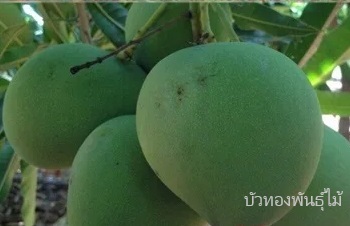 ลักษณะของมะม่วงตลับนาค ชื่อวิทยาศาสตร์