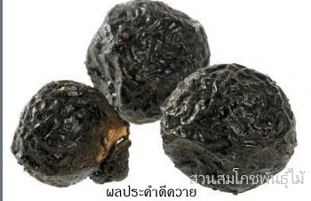 ลักษณะพฤกษศาสตร์ของต้นประคำดีควาย ชื่อวิทยาศาสตร์ การขยายพันธุ์ สรรพคุณทางสมุนไพร ประโยชน์