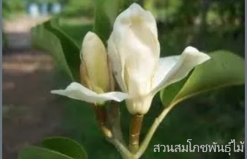 ลักษณะพฤกษศาสตร์ของต้นจำปีสิรินธร ชื่อวิทยาศาสตร์ การขยายพันธุ์ สรรพคุณทางสมุนไพร ประโยชน์
