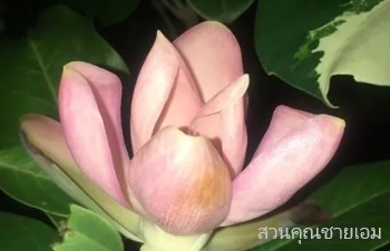 ลักษณะพฤกษศาสตร์ของต้นมณฑาสวรรค์ ชื่อวิทยาศาสตร์ ความเชื่อ