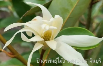 ลักษณะพฤกษศาสตร์ของต้นสุคนธา ชื่อวิทยาศาสตร์