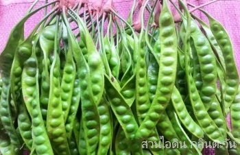 ลักษณะพฤกษศาสตร์ของต้นสะตอ ชื่อวิทยาศาสตร์ การขยายพันธุ์ สรรพคุณทางสมุนไพร ประโยชน์
