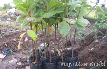 ลักษณะพฤกษศาสตร์ของต้นหูกวาง ชื่อวิทยาศาสตร์ การขยายพันธุ์ การดูแล ข้อเสีย สรรพคุณทางสมุนไพร ประโยชน์
