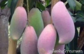 ลักษณะพฤกษศาสตร์ของต้นมะม่วงงาช้างแดง ชื่อวิทยาศาสตร์ การขยายพันธุ์ ประโยชน์
