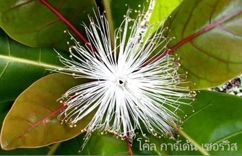 ลักษณะพฤกษศาสตร์ของต้นจิกทะเล ชื่อวิทยาศาสตร์ การขยายพันธุ์ การดูแล สรรพคุณทางสมุนไพร ประโยชน์