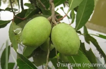 ลักษณะพฤกษศาสตร์ของต้นมะกอกน้ำ ชื่อวิทยาศาสตร์ การขยายพันธุ์ สรรพคุณทางสมุนไพร ประโยชน์