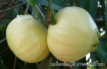 ลักษณะพฤกษศาสตร์ของต้นชมพู่น้ำดอกไม้ ชื่อวิทยาศาสตร์ การขยายพันธุ์ การดูแล สรรพคุณทางสมุนไพร ประโยชน์