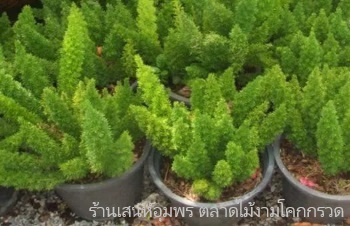 ลักษณะพฤกษศาตร์ของต้นปริกหางกระรอก ชื่อวิทยาศาสตร์ การขยายพันธุ์ การดูแล ประโยชน์