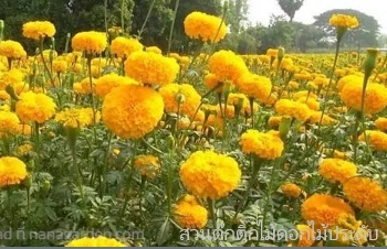 ลักษณะพฤกษศาสตร์ของต้นดาวเรือง ชื่อวิทยาศาสตร์ การขยายพันธุ์ การดูแล สรรพคุณทางสมุนไพร ความเชื่อ ประโยชน์