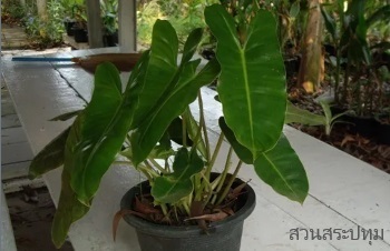 ลักษณะพฤกษศาสตร์ของต้นฟิโลเดนดรอนมรกตหยก ชื่อวิทยาศาสตร์ การขยายพันธุ์ การดูแล ประโยชน์
