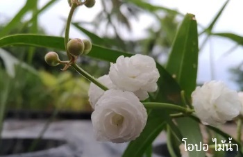 ลักษณะพฤกษศาสตร์ของต้นมะลิน้ำ ชื่อวิทยาศาสตร์ การขยายพันธุ์ การดูแล สรรพคุณทางสมุนไพร ประโยชน์