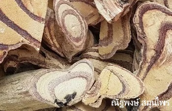 ลักษณะพฤกษศาสตร์ของต้นหางไหลแดง ชื่อวิทยาศาสตร์ การขยายพันธุ์ การดูแล สรรพคุณทางสมุนไพร ประโยชน์
