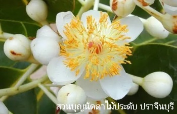 ลักษณะพฤกษศาสตร์ของต้นกระทิง ชื่อวิทยาศาสตร์ การขยายพันธุ์ การดูแล สรรพคุณทางสมุนไพร ประโยชน์