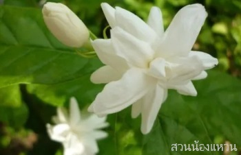 ลักษณะพฤกษศาสตร์ของต้นมะลิจันทบูร ชื่อวิทยาศาสตร์ การขยายพันธุ์ การดูแล ประโยชน์