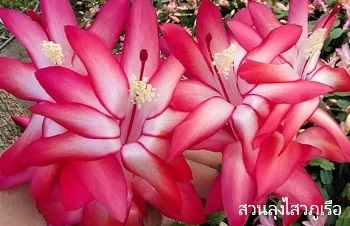 ลักษณะพฤกษศาสตร์ของต้นโบตั๋น ชื่อวิทยาศาสตร์ การขยายพันธุ์ การดูแล ความเชื่อ ประโยชน์