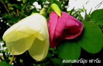 ลักษณะพฤกษศาสตร์ของต้นโยทะกา ชื่อวิทยาศาสตร์ การขยายพันธุ์ การดูแล สรรพคุณทางสมุนไพร ความเชื่อ ประโยชน์