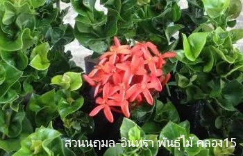 ลักษณะพฤกษศาสตร์ของต้นเข็มโบว์ ชื่อวิทยาศาสตร์ การขยายพันธุ์ การดูแล ประโยชน์