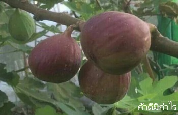 ลักษณะพฤกษศาสตร์ของต้นมะเดื่อฝรั่ง ชื่อวิทยาศาสตร์ การขยายพันธุ์ การดูแล สรรพคุณทางสมุนไพร ความเชื่อ ประโยชน์