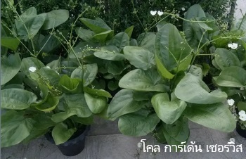 ลักษณะพฤกษศาสตร์ของต้นบัวอเมซอน ชื่อวิทยาศาสตร์ การขยายพันธุ์ การดูแล ประโยชน์
