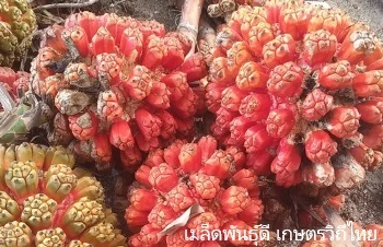 ลักษณะพฤกษศาสตร์ของต้นเตยทะเล ชื่อวิทยาศาสตร์ การขยายพันธุ์ การดูแล สรรพคุณทางสมุนไพร ประโยชน์