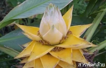 ลักษณะพฤกษศาสตร์ของต้นกล้วยคุนหมิง ชื่อวิทยาศาสตร์ การขยายพันธุ์ การดูแล ประโยชน์