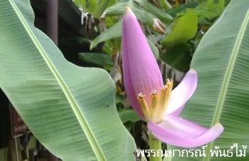 ลักษณะพฤกษศาสตร์ของต้นกล้วยบัว ชื่อวิทยาศาสตร์ การขยายพันธุ์ การดูแล สรรพคุณทางสมุนไพร ประโยชน์