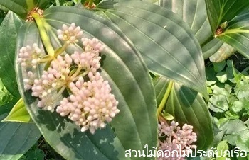 ลักษณะพฤกษศาสตร์ของต้นไข่มุกอันดามัน ชื่อวิทยาศาสตร์ การขยายพันธุ์ การดูแล ประโยชน์