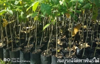 ลักษณะพฤกษศาสตร์ของต้นกระบาก ชื่อวิทยาศาสตร์ การขยายพันธุ์ การดูแล ประโยชน์