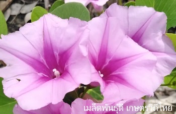 ลักษณะพฤกษศาสตร์ของต้นผักบุ้งทะเล ชื่อวิทยาศาสตร์ การขยายพันธุ์ การดูแล สรรพคุณทางสมุนไพร