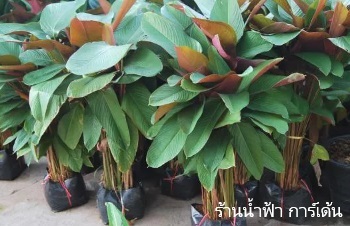 ลักษณะพฤกษศาสตร์ของต้นคล้าหลังแดง ชื่อวิทยาศาสตร์ การขยายพันธุ์ การดูแล ประโยชน์