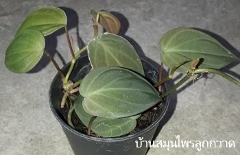 ลักษณะพฤกษศาสตร์ของต้นพลูสนิม ชื่อวิทยาศาสตร์ การขยายพันธุ์ การดูแล ประโยชน์