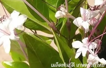 ลักษณะพฤกษศาสตร์ของต้นสำมะงา ชื่อวิทยาศาสตร์ การขยายพันธุ์ การดูแล สรรพคุณทางสมุนไพร