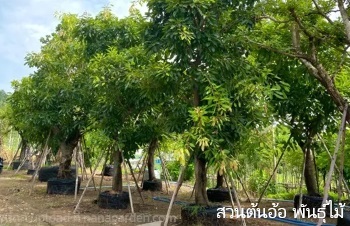 ลักษณะพฤกษศาสตร์ของต้นกร่าง ชื่อวิทยาศาสตร์ การขยายพันธุ์ การดูแล สรรพคุณทาสมุนไพร ประโยชน์