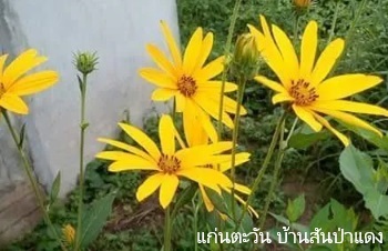 ลักษณะพฤกษศาสตร์ของต้นแก่นตะวัน ชื่อวิทยาศาสตร์ การขยายพันธุ์ ประโยชน์