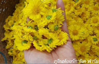 ลักษณะพฤกษศาสตร์ของต้นเก๊กฮวย ชื่อวิทยาศาสตร์ การขยายพันธุ์ สรรพคุณทางสมุนไพร ประโยชน์