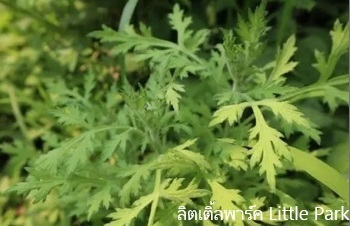 ลักษณะพฤกษศาสตร์ของต้นโกฐจุฬาลัมพา ชื่อวิทยาศาสตร์ การขยายพันธุ์ สรรพคุณทางสมุนไพร ประโยชน์