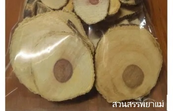ลักษณะพฤกษศาสตร์ของต้นชะเอมไทย ชื่อวิทยาศาสตร์ การขยายพันธุ์ สรรพคุณทางสมุนไพร