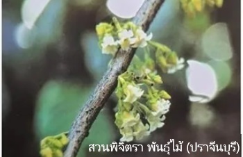 ลักษณะพฤกษศาสตร์ของต้นจันดง