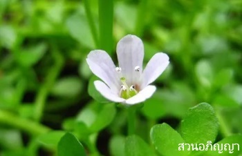 ลักษณะพฤกษศาสตร์ของต้นพรมมิ