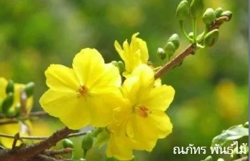 ลักษณะพฤกษศาสตร์ของต้นช้างน้าว