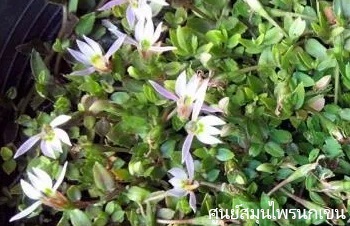 ลักษณะพฤกษศาสตร์ของต้นพระจันทร์ครึ่งซีก