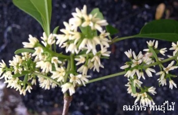 ลักษณะพฤกษศาสตร์ของต้นปริศนา